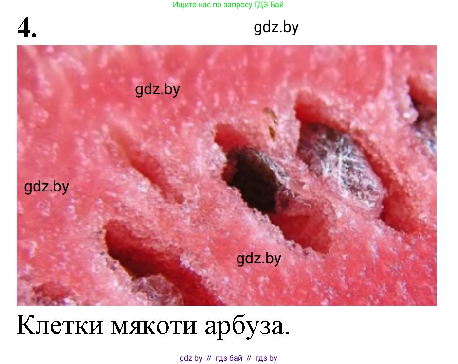 Биология, 6 класс Тетрадь для лабораторных и практических работ, авторы: Лисов Николай Дмитриевич, Борщевская Елена Валерьевна, издательство Аверсэв, Минск, 2023, салатового цвета, страница 5, номер 4, Решение