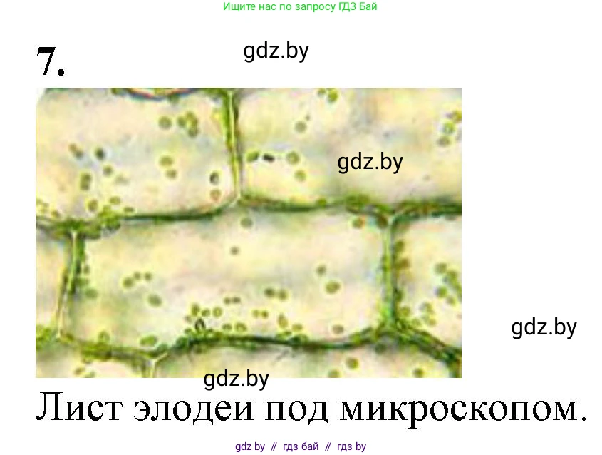 Биология, 6 класс Тетрадь для лабораторных и практических работ, авторы: Лисов Николай Дмитриевич, Борщевская Елена Валерьевна, издательство Аверсэв, Минск, 2023, салатового цвета, страница 9, номер 7, Решение