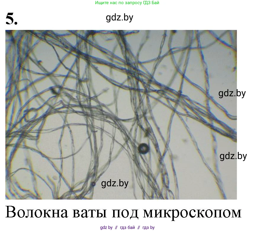 Биология, 6 класс Тетрадь для лабораторных и практических работ, авторы: Лисов Николай Дмитриевич, Борщевская Елена Валерьевна, издательство Аверсэв, Минск, 2023, салатового цвета, страница 11, номер 5, Решение