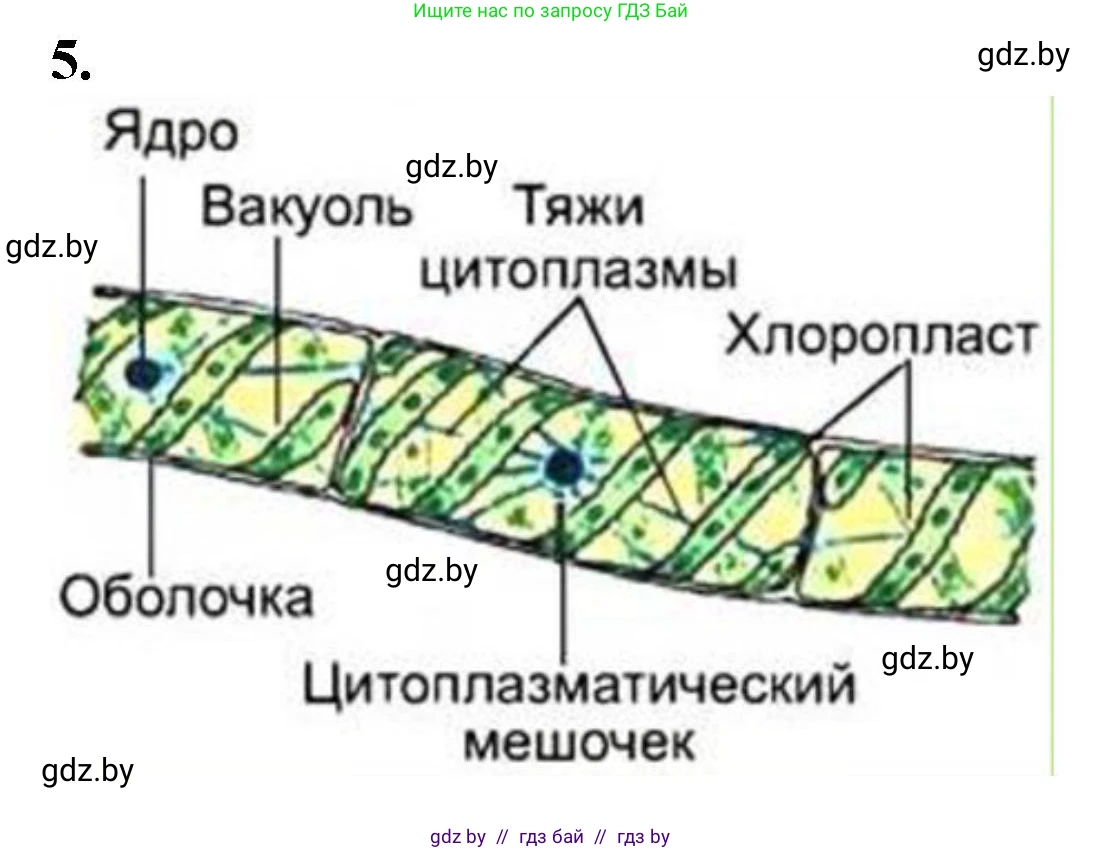 Биология, 7 класс Тетрадь для лабораторных и практических работ, автор: Лисов Николай Дмитриевич, издательство Аверсэв, Минск, 2022, зелёного цвета, страница 7, номер 5, Решение