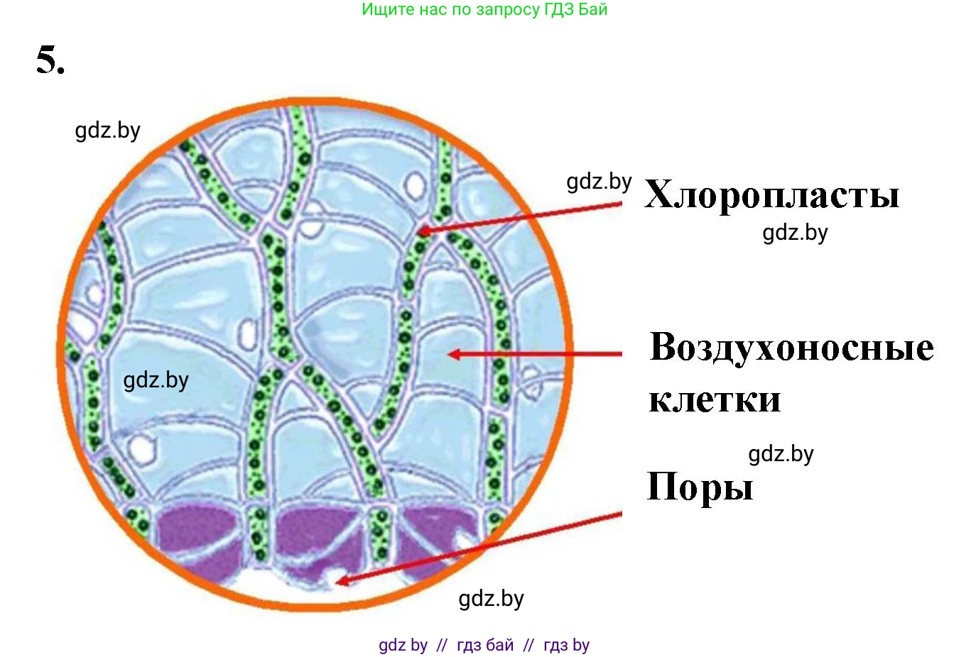 Биология, 7 класс Тетрадь для лабораторных и практических работ, автор: Лисов Николай Дмитриевич, издательство Аверсэв, Минск, 2022, зелёного цвета, страница 20, номер 5, Решение