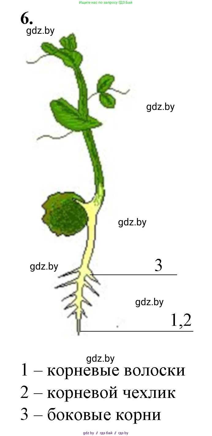 Биология, 7 класс Тетрадь для лабораторных и практических работ, автор: Лисов Николай Дмитриевич, издательство Аверсэв, Минск, 2022, зелёного цвета, страница 29, номер 6, Решение