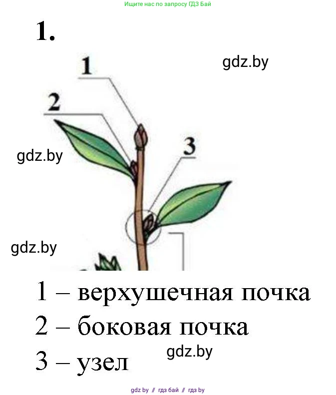 Биология, 7 класс Тетрадь для лабораторных и практических работ, автор: Лисов Николай Дмитриевич, издательство Аверсэв, Минск, 2022, зелёного цвета, страница 30, номер 1, Решение