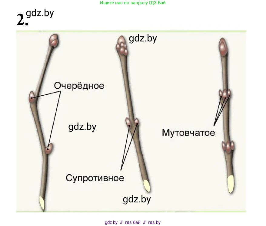 Биология, 7 класс Тетрадь для лабораторных и практических работ, автор: Лисов Николай Дмитриевич, издательство Аверсэв, Минск, 2022, зелёного цвета, страница 30, номер 2, Решение