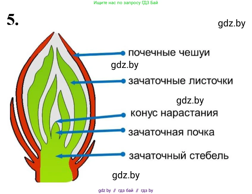 Биология, 7 класс Тетрадь для лабораторных и практических работ, автор: Лисов Николай Дмитриевич, издательство Аверсэв, Минск, 2022, зелёного цвета, страница 31, номер 5, Решение