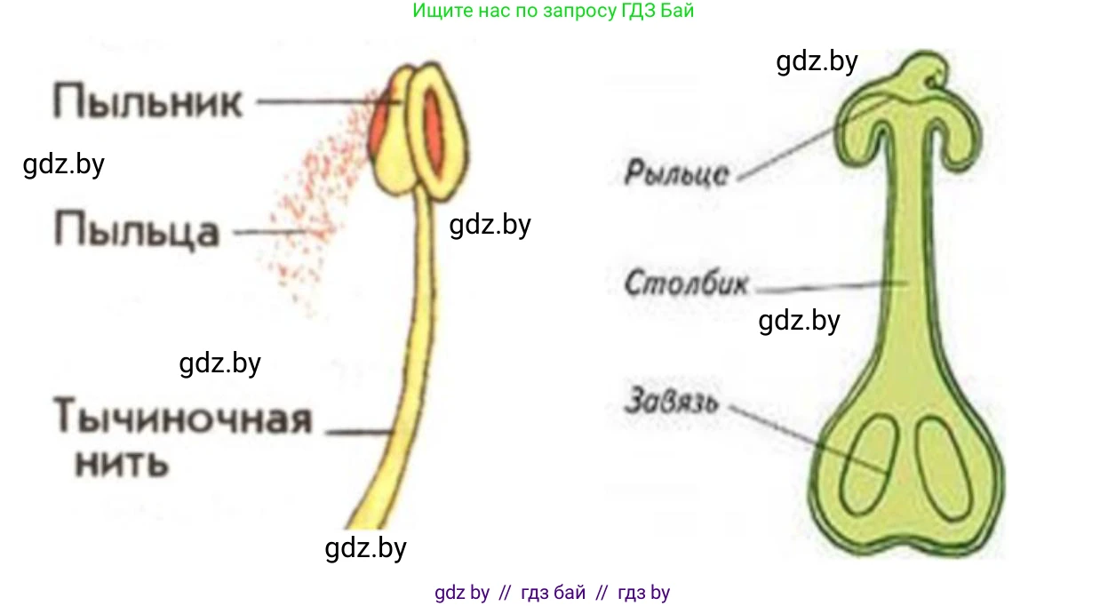 Биология, 7 класс Тетрадь для лабораторных и практических работ, автор: Лисов Николай Дмитриевич, издательство Аверсэв, Минск, 2022, зелёного цвета, страница 48, номер 5, Решение