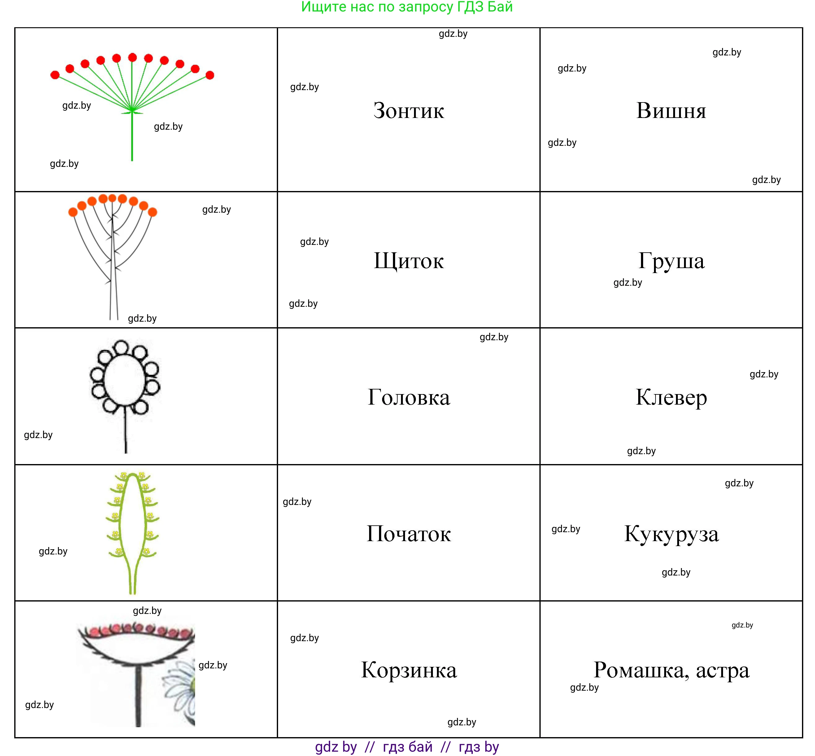 Биология, 7 класс Тетрадь для лабораторных и практических работ, автор: Лисов Николай Дмитриевич, издательство Аверсэв, Минск, 2022, зелёного цвета, страница 50, номер 2, Решение (продолжение 2)