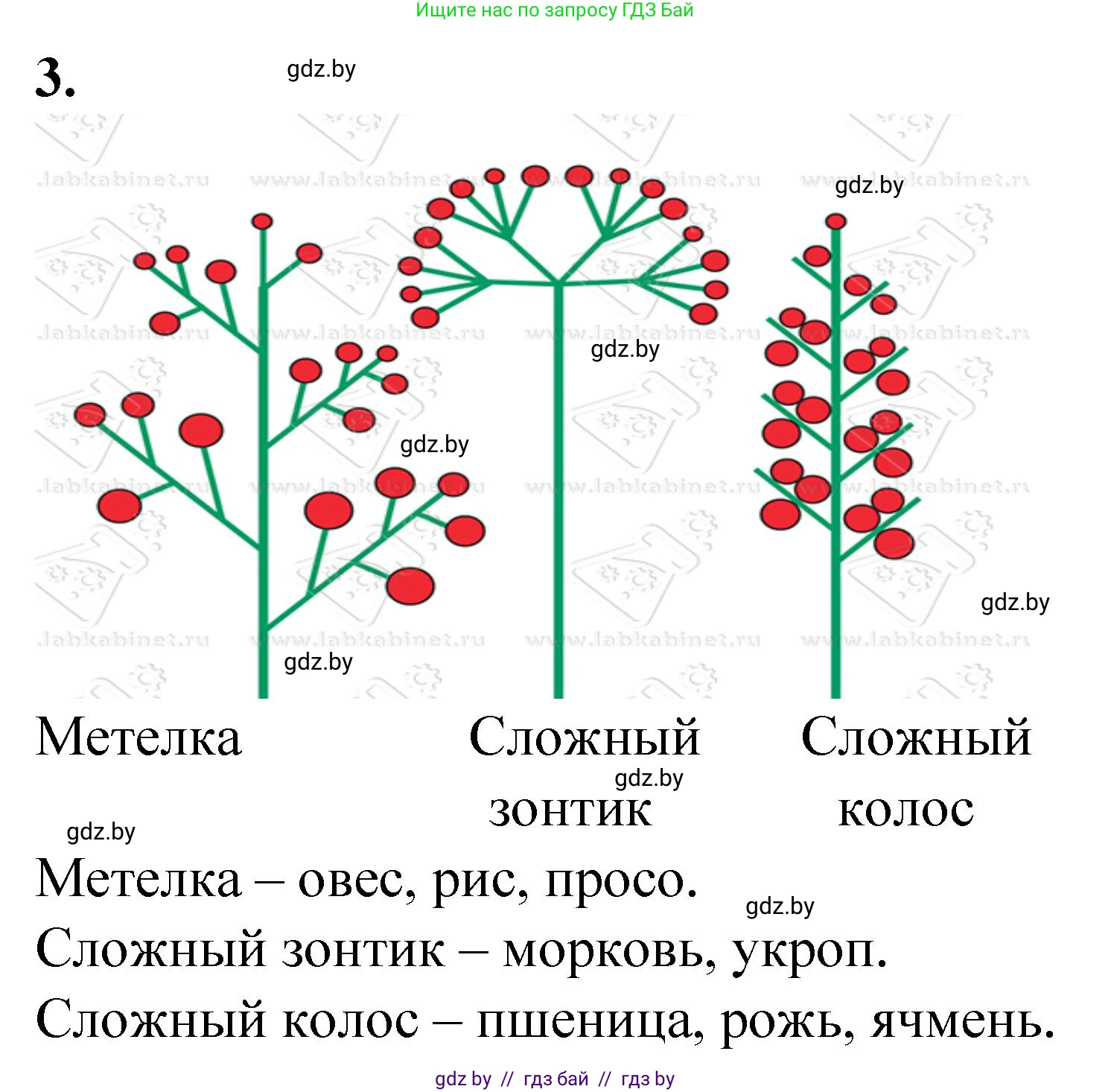Биология, 7 класс Тетрадь для лабораторных и практических работ, автор: Лисов Николай Дмитриевич, издательство Аверсэв, Минск, 2022, зелёного цвета, страница 51, номер 3, Решение