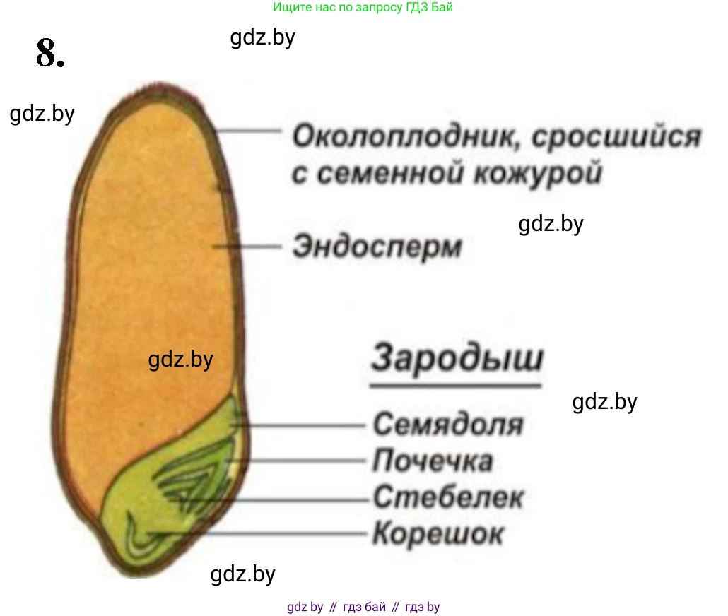 Биология, 7 класс Тетрадь для лабораторных и практических работ, автор: Лисов Николай Дмитриевич, издательство Аверсэв, Минск, 2022, зелёного цвета, страница 57, номер 8, Решение