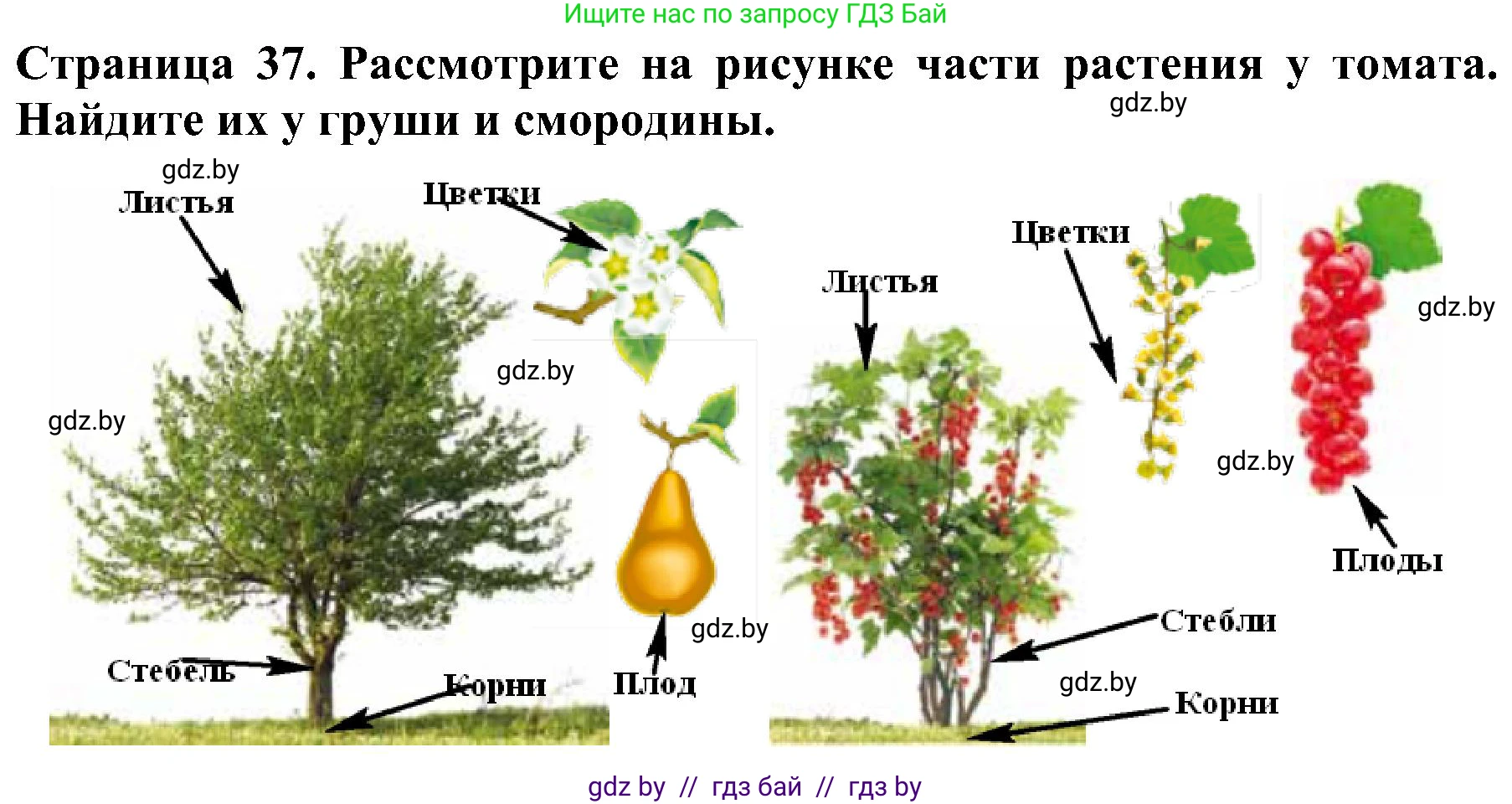 Человек и мир, 2 класс Учебник, авторы: Трафимова Галина Владимировна, Трафимов Сергей Анатольевич, издательство Академия образования, Минск, 2024, страница 37, номер 3, Решение