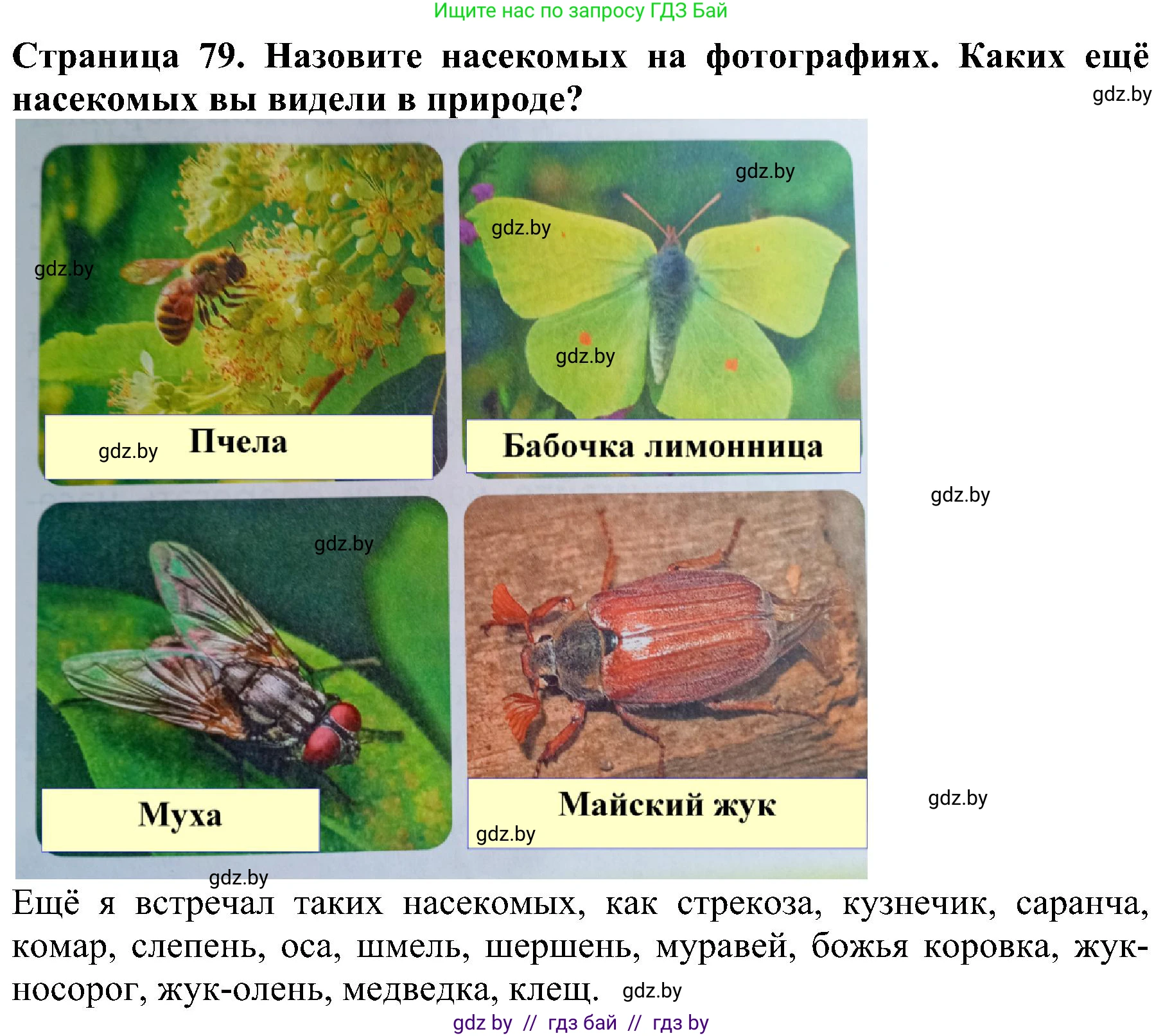 Человек и мир, 2 класс Учебник, авторы: Трафимова Галина Владимировна, Трафимов Сергей Анатольевич, издательство Академия образования, Минск, 2024, страница 79, номер 4, Решение